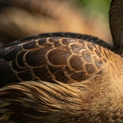 Lesser Whistling Duck2