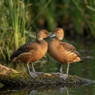 Lesser Whistling Duck3
