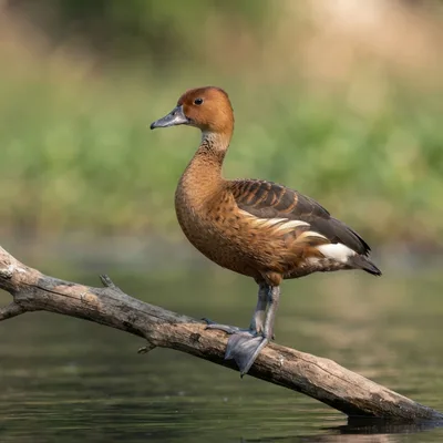Lesser Whistling Duck4