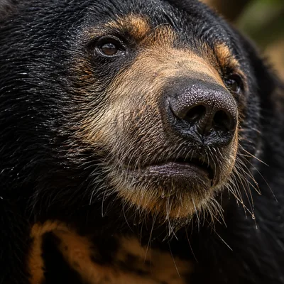 MalayanSunBear2