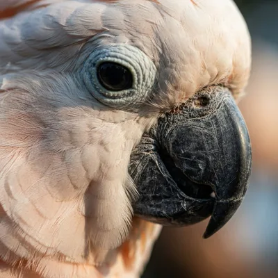 Moluccan Cockatoo2