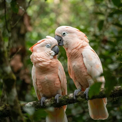 Moluccan Cockatoo3