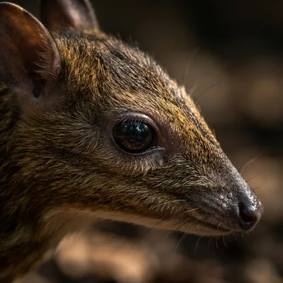 Mouse _Deer2