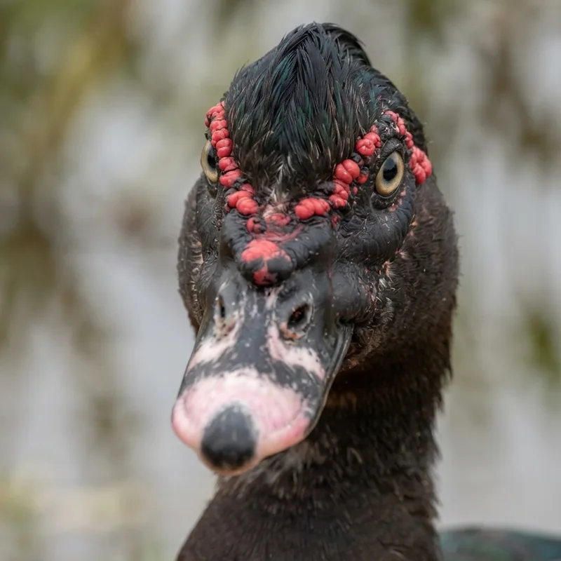 Muscovy_Duck