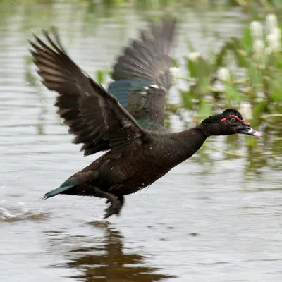 Muscovy_Duck1