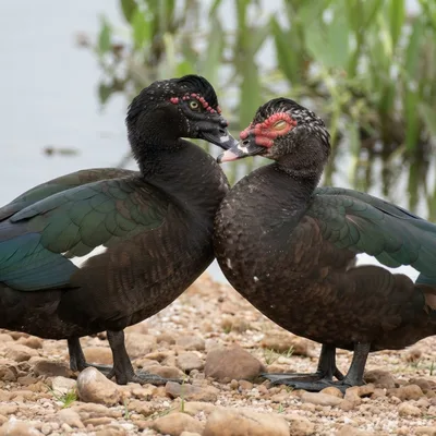 Muscovy_Duck3