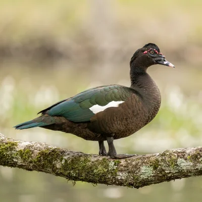 Muscovy_Duck4
