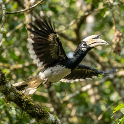 Oriental pied hornbill1