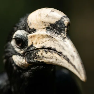 Oriental pied hornbill2