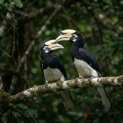Oriental pied hornbill3