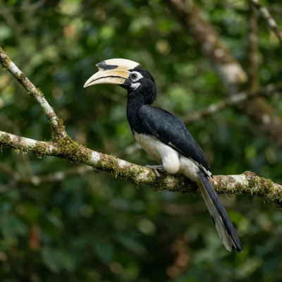 Oriental pied hornbill4