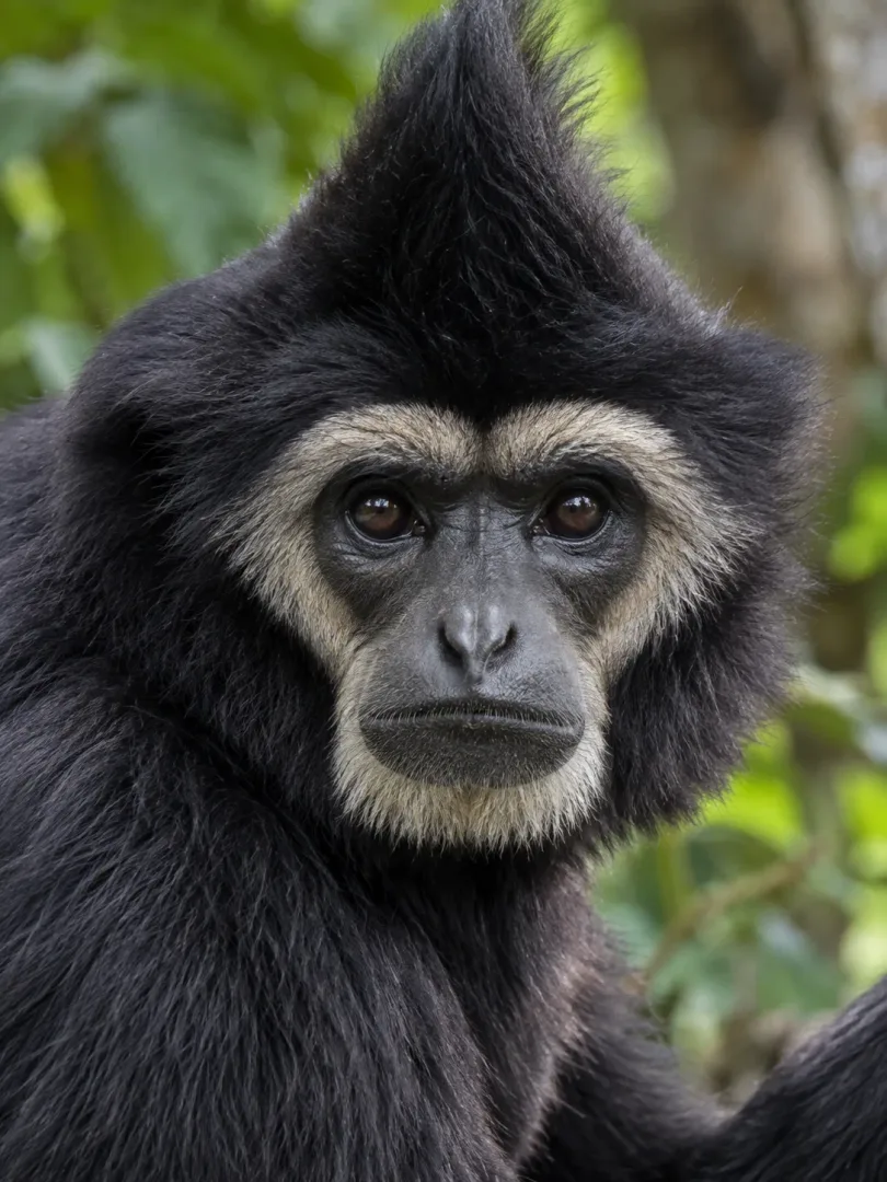 PileatedGibbon