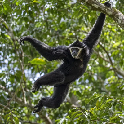 PileatedGibbon1