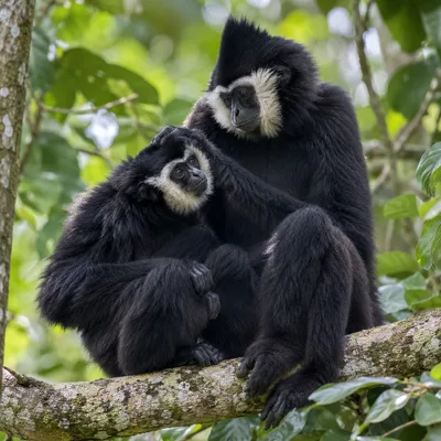 PileatedGibbon3