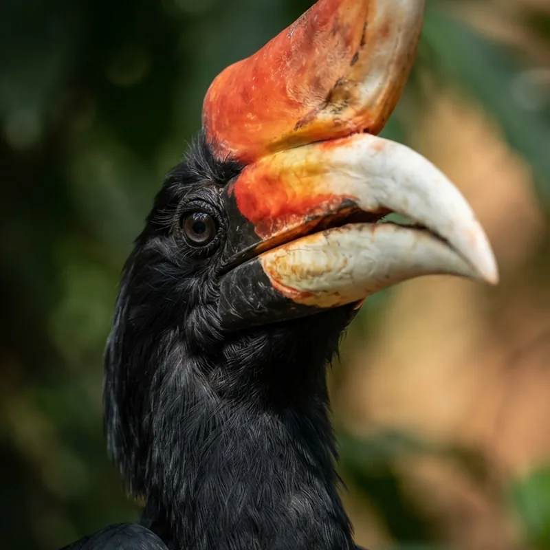 Rhinoceros Hornbill