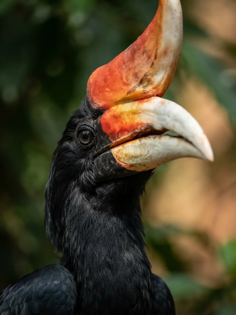 Rhinoceros Hornbill