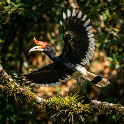Rhinoceros Hornbill1