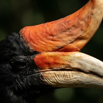 Rhinoceros Hornbill2