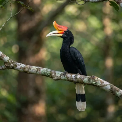 Rhinoceros Hornbill4