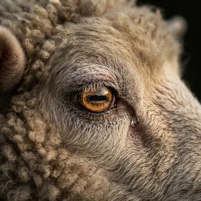 Sheep2