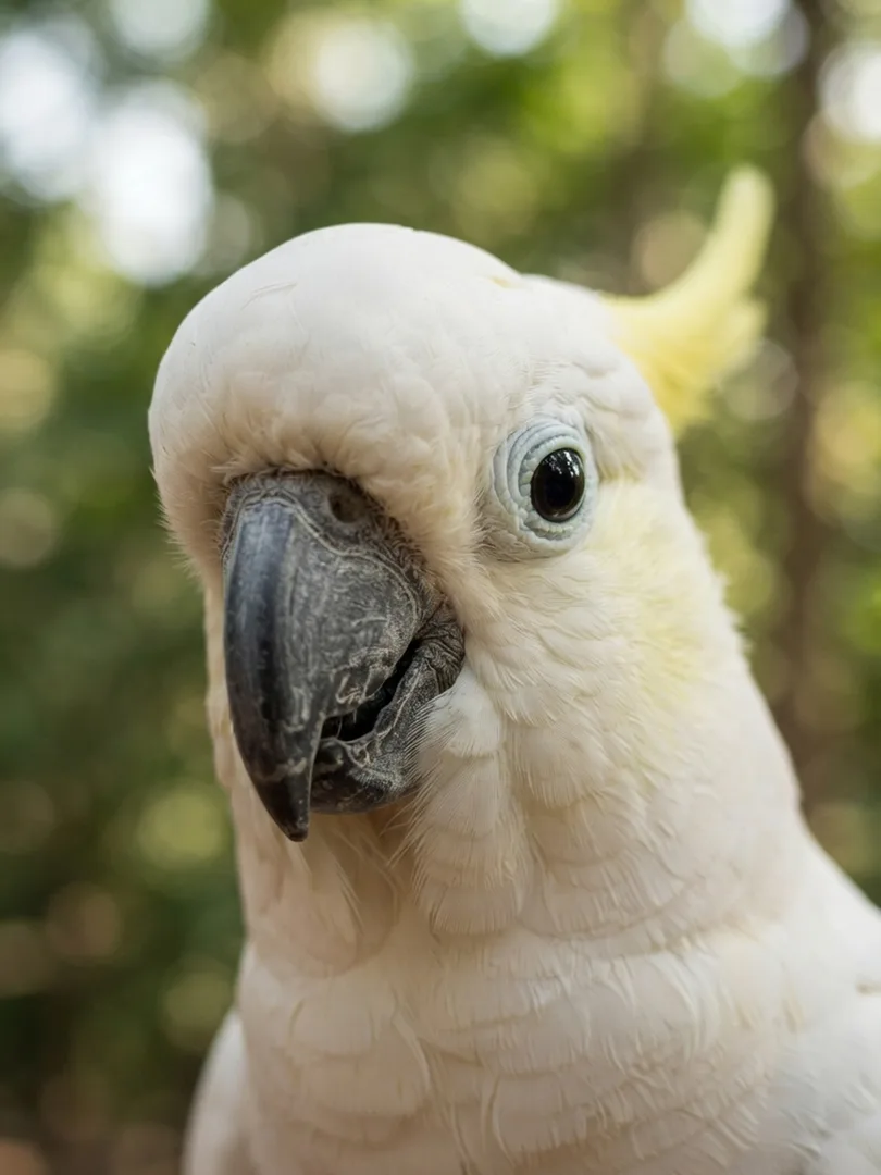 Sulphur-Crested Cockatoo