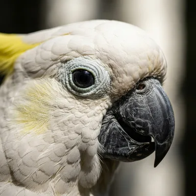 Sulphur-Crested Cockatoo2