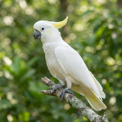 Sulphur-Crested Cockatoo4
