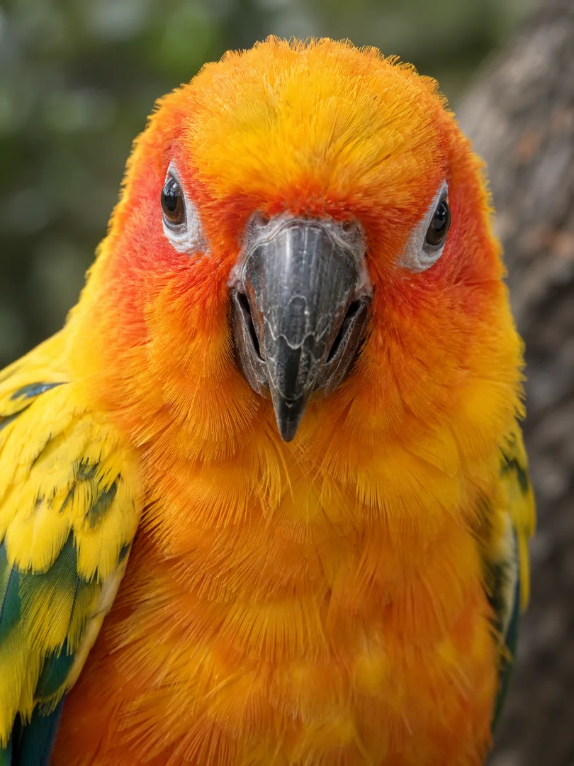 SunConure