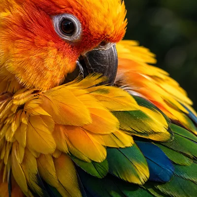 SunConure2