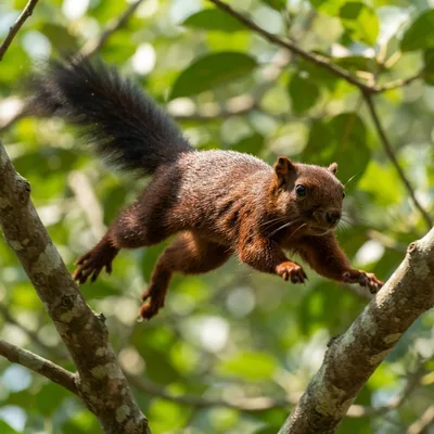 Variable_squirrel1
