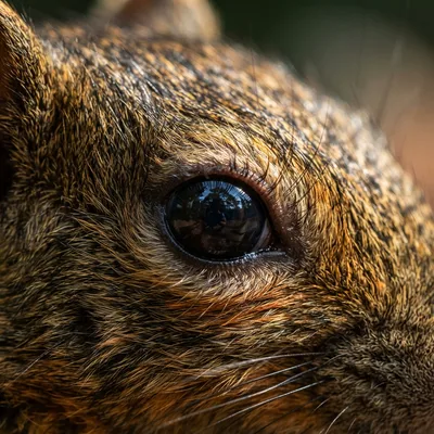 Variable_squirrel2