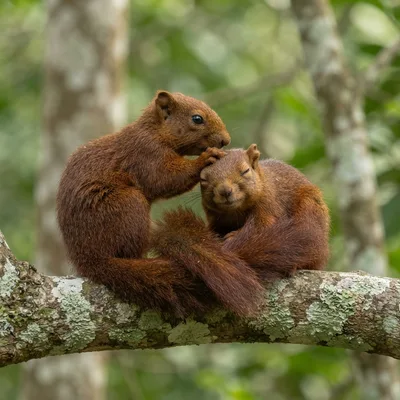 Variable_squirrel3