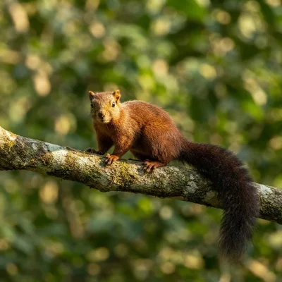 Variable_squirrel4