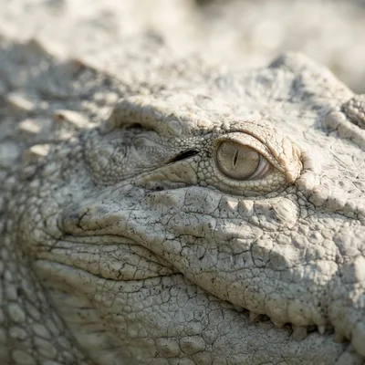White Crocodile2