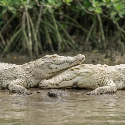 White Crocodile3