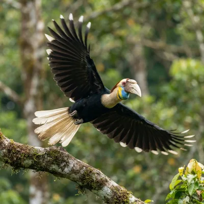 Wreathed Hornbill1