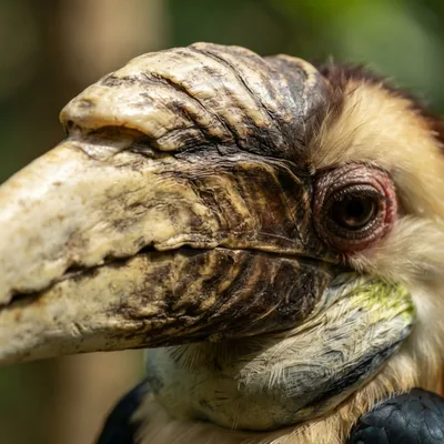 Wreathed Hornbill2