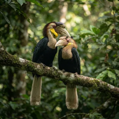 Wreathed Hornbill3
