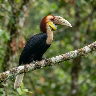 Wreathed Hornbill4