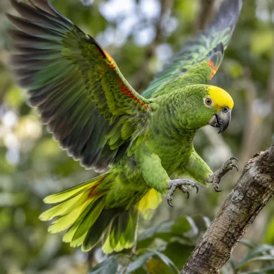 Yellow-CrownedAmazonParrot1