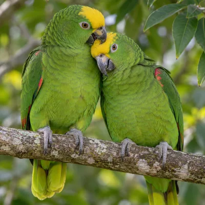Yellow-CrownedAmazonParrot3