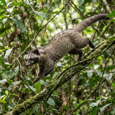 asian_palm_civet1