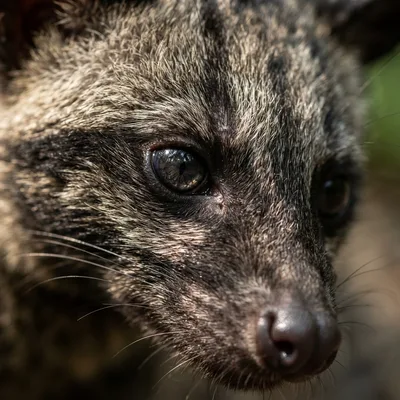asian_palm_civet2