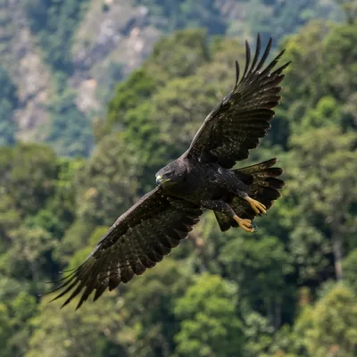 black eagle1