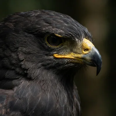 black eagle2