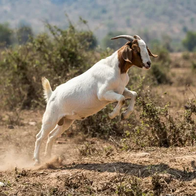 boer-goat1