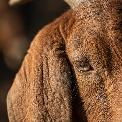 boer-goat2