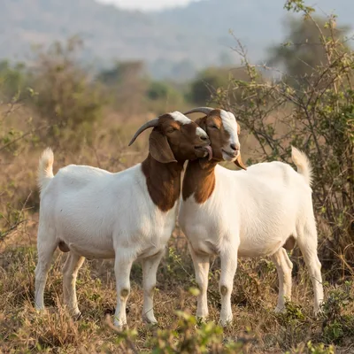 boer-goat3