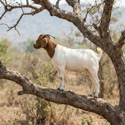 boer-goat4