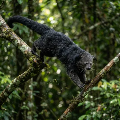 civet-binturong1
